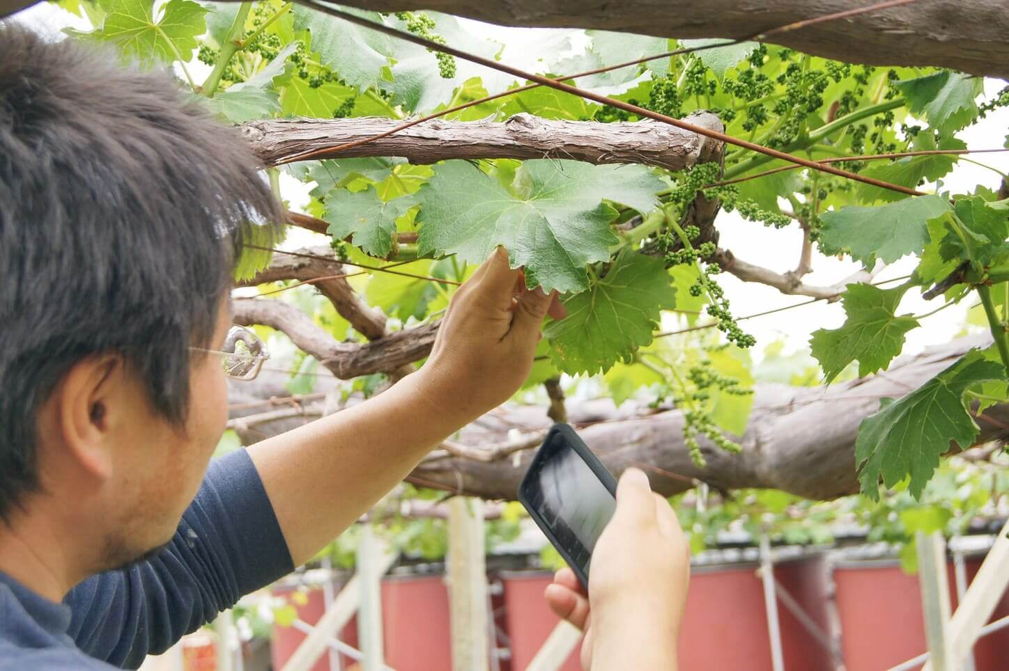 画像がメインのマニュアルのなので、作業する側も害虫、病気等、対処するべき葡萄を判断しやすい。